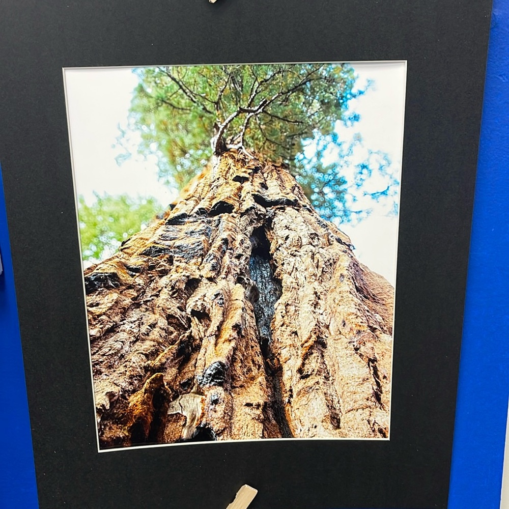 Giant Forest